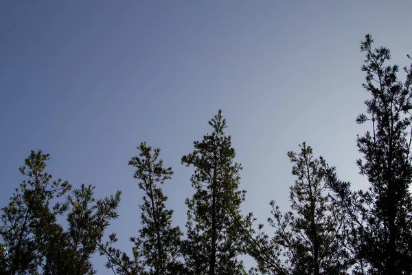 Principais Detalhes Alguns Pinheiros Com Céu Azul Fundo Espaço Para — Fotografia de Stock