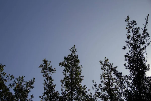 Principais Detalhes Alguns Pinheiros Com Céu Azul Fundo Espaço Para — Fotografia de Stock