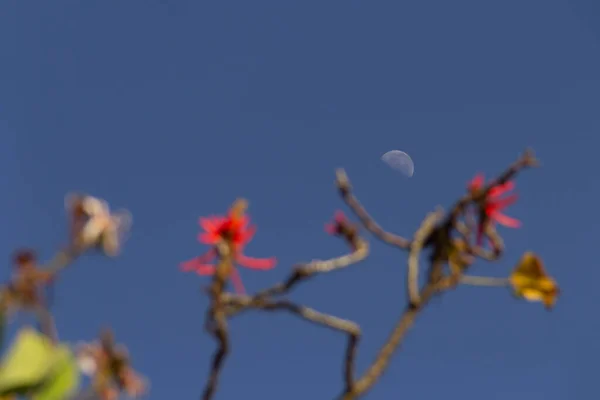 Lua Céu Azul Durante Dia Com Detalhes Ramos Mulungu Floridos — Fotografia de Stock