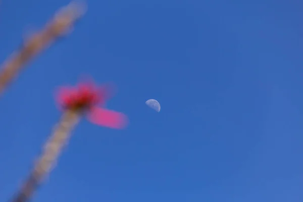 Maan Aan Blauwe Hemel Gedurende Dag Met Details Van Bloeiende — Stockfoto