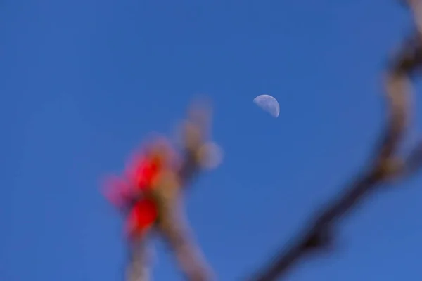 Lua Céu Azul Durante Dia Com Detalhes Ramos Mulungu Floridos — Fotografia de Stock