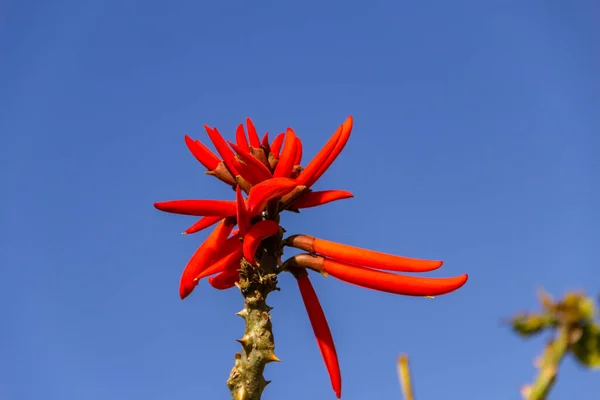 Mulungu Branch Bunch Flowers Blue Sky Background Erythrina Speciosa — Stock Photo, Image