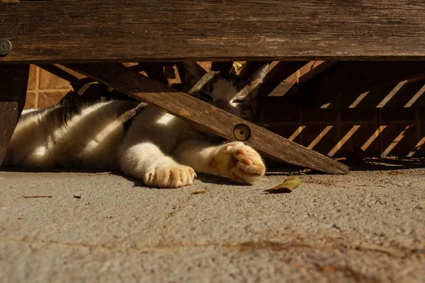 木製の鎖の下に寝そべっているタビー猫 — ストック写真