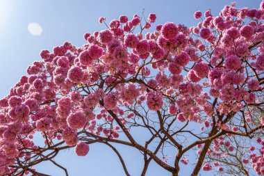 Arka planda mavi gökyüzü olan çiçek açan mor bir sarmaşığın dalları. Ipe mor topu. Handroanthus impetiginosus.