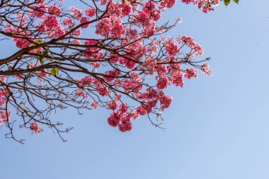 Arka planda mavi gökyüzü olan çiçek açan mor bir sarmaşığın dalları. Ipe mor topu. Handroanthus impetiginosus.
