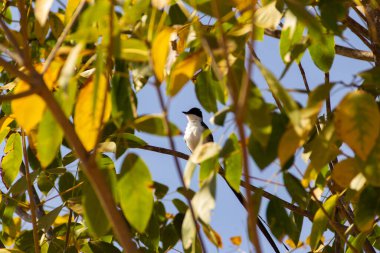 Ağaç dalındaki kuş. 