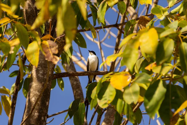 Bird Tree Branch Tesourinha Common Bird Region Brazil Tyrannus Savana — Stock Photo, Image
