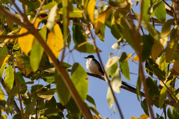 Ptak Gałęzi Drzewa Tesourinha Pospolity Ptak Brazylii Tyrannus Savana — Zdjęcie stockowe