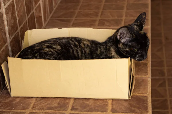 Черепашья Кошка Лежит Отдыхает Маленькой Коробочке Картонной Обуви — стоковое фото