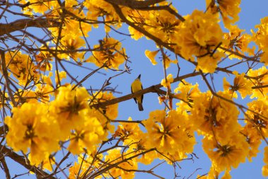 Bir kuş (Pitangus sulphuratus) çiçekli sarı ipe (Handroanthus albus) dalına tünemiştir.).