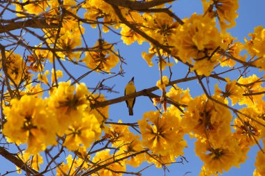Bir kuş (Pitangus sulphuratus) çiçekli sarı ipe (Handroanthus albus) dalına tünemiştir.).