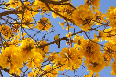 Bir kuş (Pitangus sulphuratus) çiçekli sarı ipe (Handroanthus albus) dalına tünemiştir.).