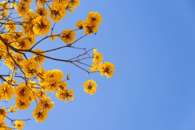 Some flowering yellow ipe branches with blue sky in the background. (Handroanthus albus).