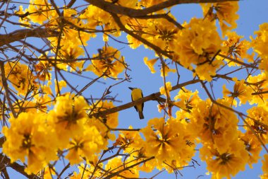 Bir kuş (Pitangus sulphuratus) çiçekli sarı ipe (Handroanthus albus) dalına tünemiştir.).