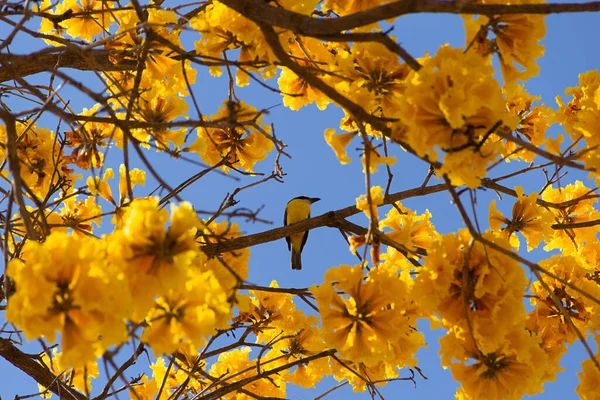 Bird Pitangus Sulphuratus Perched Branch Flowering Yellow Ipe Handroanthus Albus —  Fotos de Stock