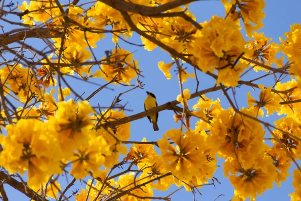 Bir kuş (Pitangus sulphuratus) çiçekli sarı ipe (Handroanthus albus) dalına tünemiştir.).