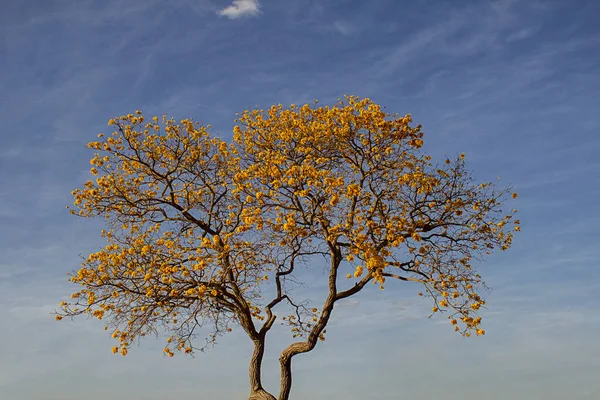 Žlutá Trubice Typický Brazilský Cerrado Strom Handroanthus Albus — Stock fotografie