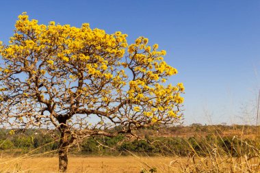 A yellow flowering ip (Handroanthus albus) on the side of the GO-462 highway, in a dry period in the cerrado on a sunny day and blue sky. 