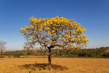 A yellow flowering ip (Handroanthus albus) on the side of the GO-462 highway, in a dry period in the cerrado on a sunny day and blue sky. 