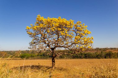 A yellow flowering ip (Handroanthus albus) on the side of the GO-462 highway, in a dry period in the cerrado on a sunny day and blue sky. 
