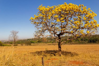 A yellow flowering ip (Handroanthus albus) on the side of the GO-462 highway, in a dry period in the cerrado on a sunny day and blue sky. 