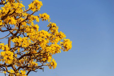 Yellow flowered ipe. Details of yellow ipe branches with blue sky in the background. Handroanthus albus.