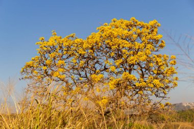 A yellow flowering ip (Handroanthus albus) on the side of the GO-462 highway, in a dry period in the cerrado on a sunny day and blue sky. 