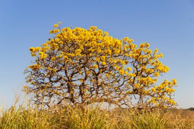 A yellow flowering ip (Handroanthus albus) on the side of the GO-462 highway, in a dry period in the cerrado on a sunny day and blue sky. 