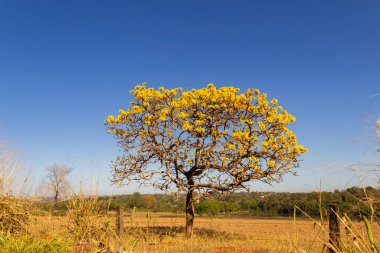 A yellow flowering ip (Handroanthus albus) on the side of the GO-462 highway, in a dry period in the cerrado on a sunny day and blue sky. 