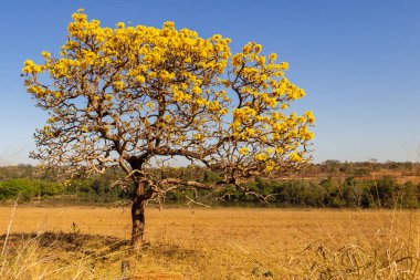 A yellow flowering ip (Handroanthus albus) on the side of the GO-462 highway, in a dry period in the cerrado on a sunny day and blue sky. 