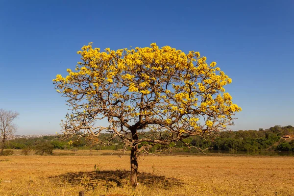 A yellow flowering ip (Handroanthus albus) on the side of the GO-462 highway, in a dry period in the cerrado on a sunny day and blue sky. 