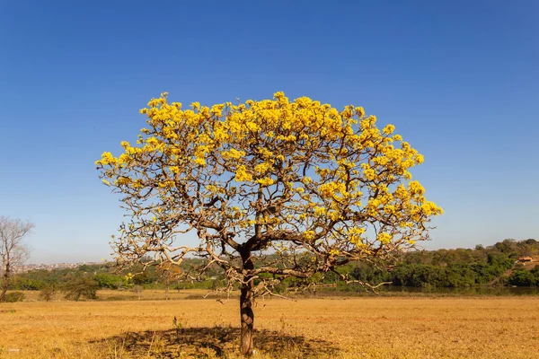 A yellow flowering ip (Handroanthus albus) on the side of the GO-462 highway, in a dry period in the cerrado on a sunny day and blue sky. 