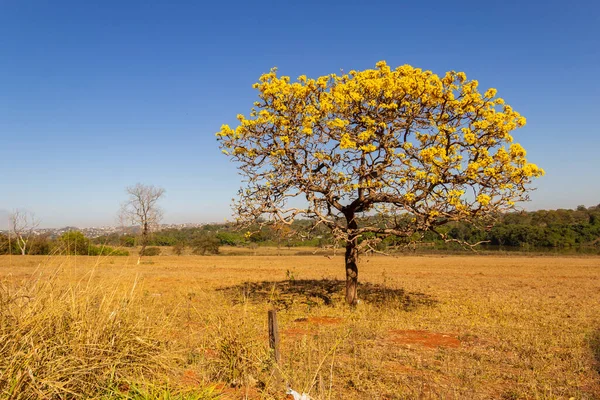 A yellow flowering ip (Handroanthus albus) on the side of the GO-462 highway, in a dry period in the cerrado on a sunny day and blue sky. 