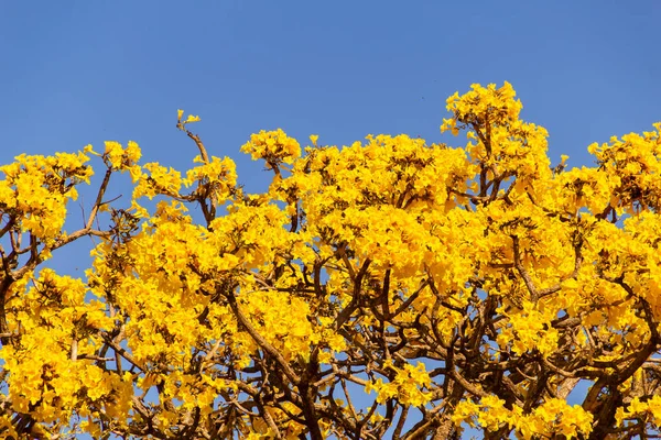 Yellow Flowered Ipe Details Yellow Ipe Branches Blue Sky Background — Stock fotografie
