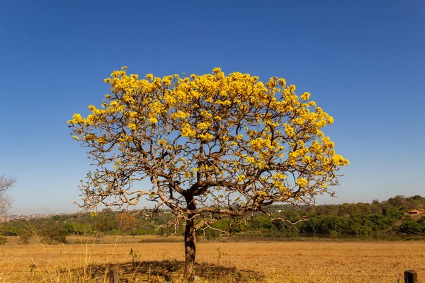 A yellow flowering ip (Handroanthus albus) on the side of the GO-462 highway, in a dry period in the cerrado on a sunny day and blue sky. 