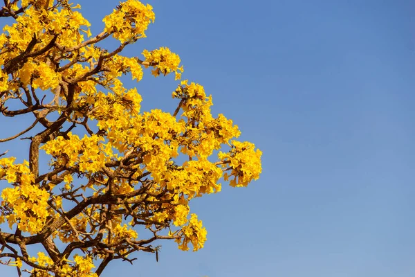 Yellow flowered ipe. Details of yellow ipe branches with blue sky in the background. Handroanthus albus.
