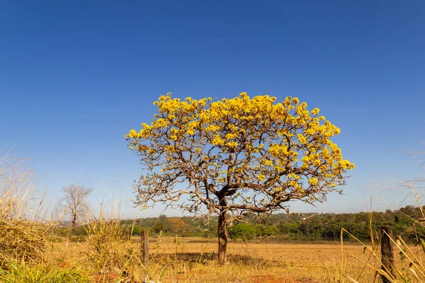 A yellow flowering ip (Handroanthus albus) on the side of the GO-462 highway, in a dry period in the cerrado on a sunny day and blue sky. 