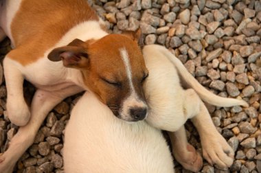 A puppy lying on top of another dog, inside a pen at an adoption fair for animals rescued from the street.