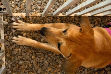 A caramel-colored dog, lying down, trapped inside a pen at an adoption fair for animals rescued from the street.