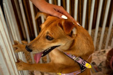 Female hand petting a caramel-colored dog, trapped inside a pen at an adoption fair for animals rescued from the street.