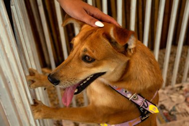 Female hand petting a caramel-colored dog, trapped inside a pen at an adoption fair for animals rescued from the street.