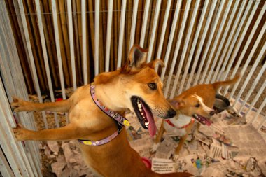 Some dogs trapped inside a pen at an adoption fair for animals rescued from the street, available for adoption.