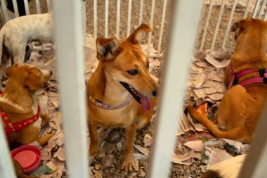 Some dogs trapped inside a pen at an adoption fair for animals rescued from the street, available for adoption.