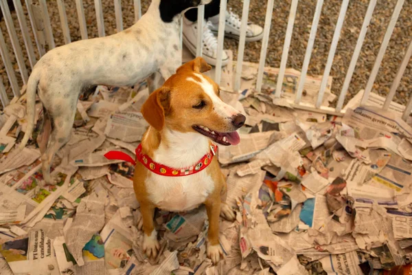 Some dogs trapped inside a pen at an adoption fair for animals rescued from the street, available for adoption.