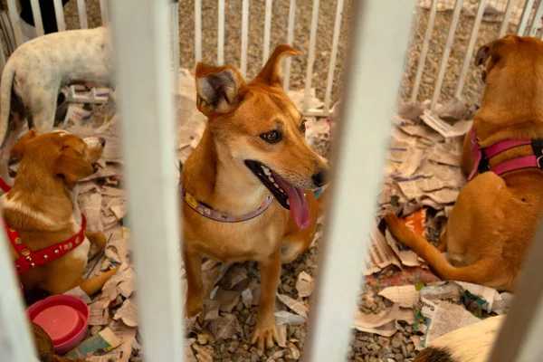 Some dogs trapped inside a pen at an adoption fair for animals rescued from the street, available for adoption.