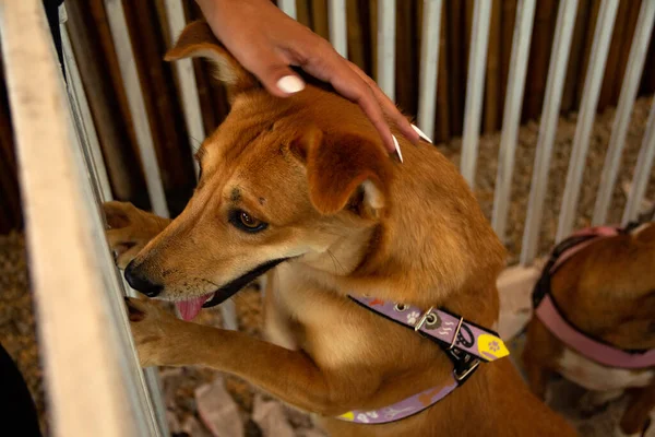 Female hand petting a caramel-colored dog, trapped inside a pen at an adoption fair for animals rescued from the street.