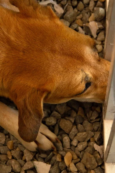 Печальная Карамельная Собака Мордой Ящика Усыновлении Животных Спасенных Улицы — стоковое фото