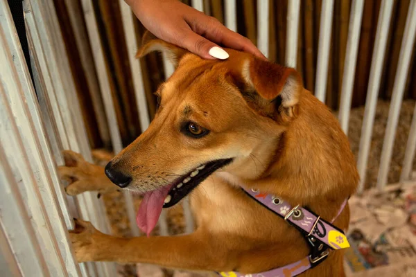 Female hand petting a caramel-colored dog, trapped inside a pen at an adoption fair for animals rescued from the street.