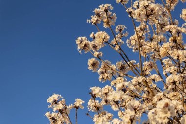 Detail of a flowering white ip with blue sky in the background.