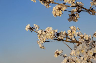 Detail of a flowering white ip with blue sky in the background.